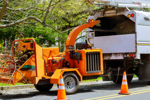 How Our Tree Care Process Works  in Piney Mountain, VA